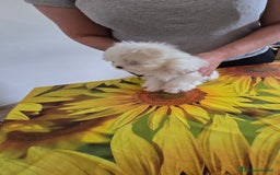Maltese cani in vendita: Maltese cuccioli con pedigree.  a Provincia di Ferrara - Immagine 3