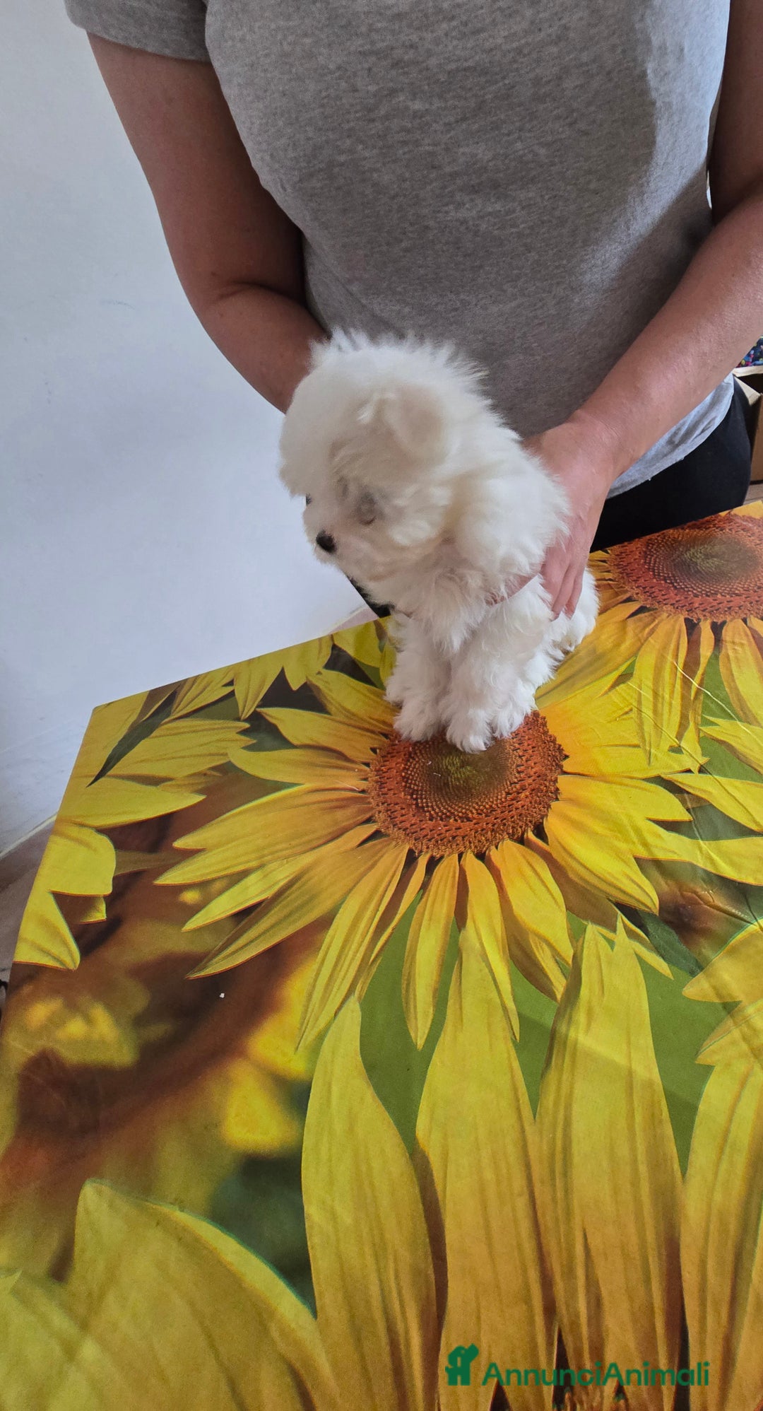 Maltese cani in vendita: Maltese cuccioli con pedigree.  a Provincia di Ferrara - Immagine 3