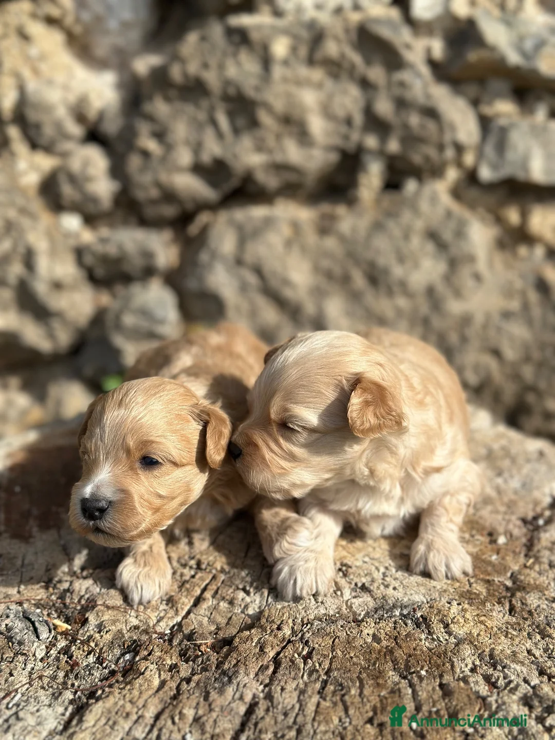 Maltipoo cani in vendita: Maltipoo - Annuncio 2