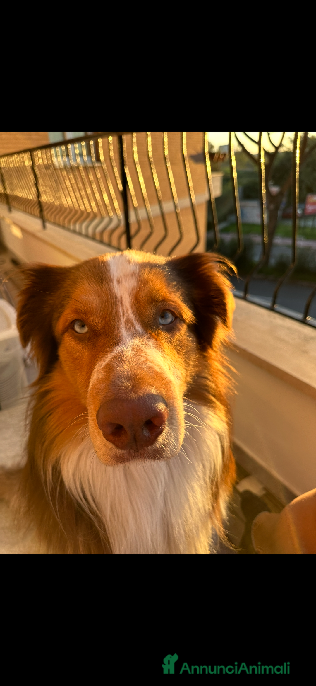Australian Shepherd cani per accoppiamento: Pastore australiano, 3 anni, stallone - Annuncio 9