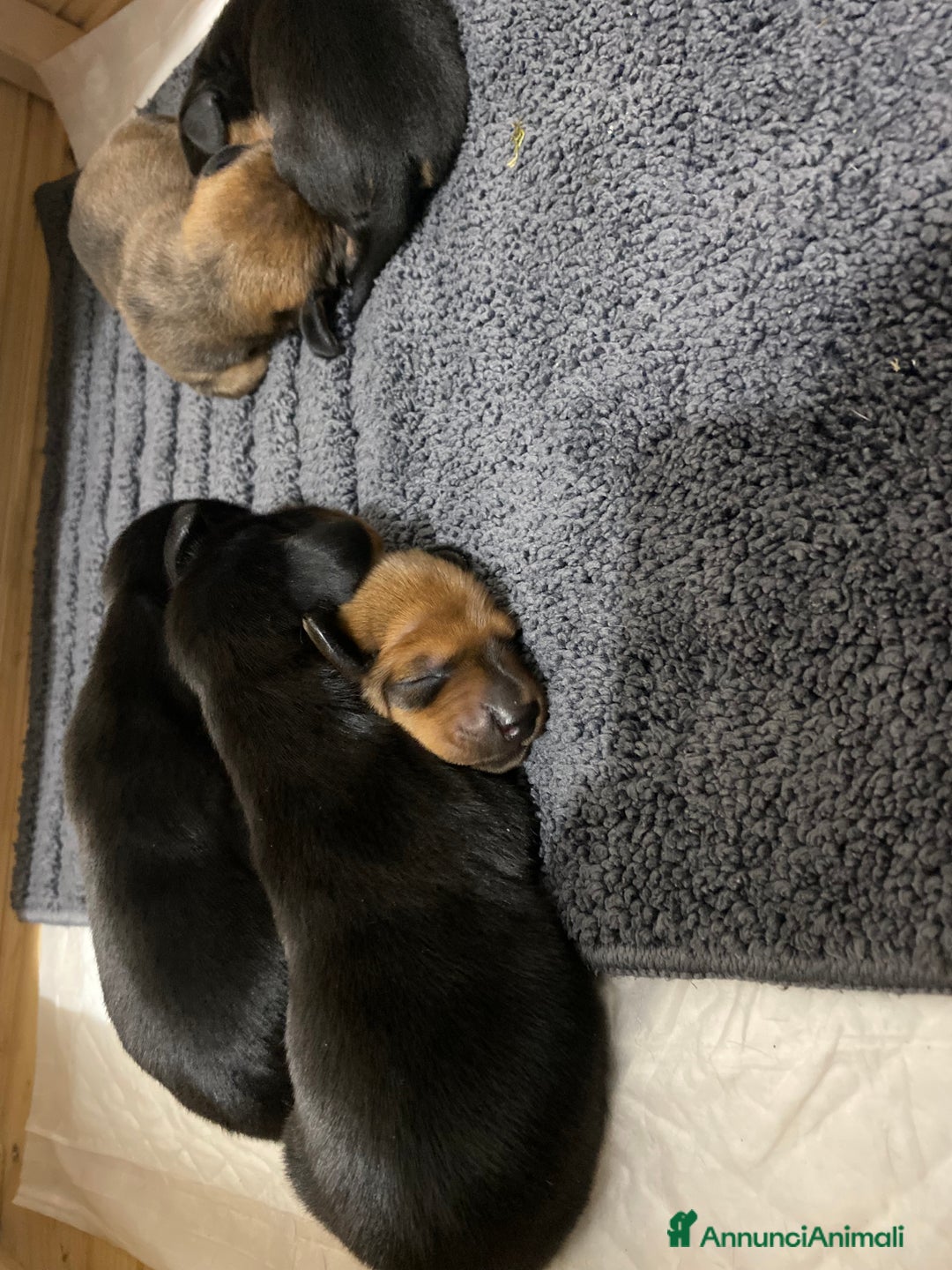 Bassotto cani in vendita: Bassotto tedesco nano - Annuncio 7