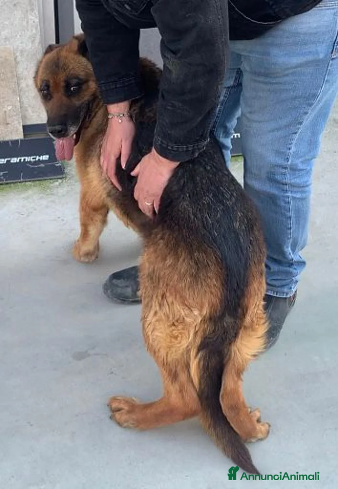 Meticcio cani in regalo: CAGNOLINI TAGLIA GRANDE a Provincia di Piacenza - Annuncio 6
