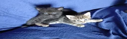 Maine Coon gatti in vendita: Cuccioli di maine coon pronti ad agosto - Annuncio 4