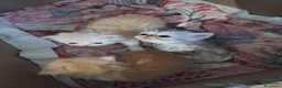 Persiano gatti in vendita: Persiani ipertipico - Annuncio 9
