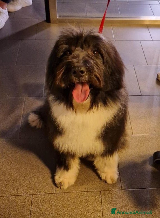 Meticcio cani Argo magnifico "orsacchiotto" - Annuncio 16