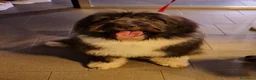 Meticcio cani in regalo: Argo magnifico "orsacchiotto" - Annuncio 1