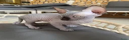 Sphynx gatti in vendita: Cuccioli Sphynks  - Annuncio 28