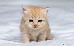 Siberiano gatti in vendita: Splendidi cuccioli gatto siberiano disponibili a Città Metropolitana di Torino - Immagine 10