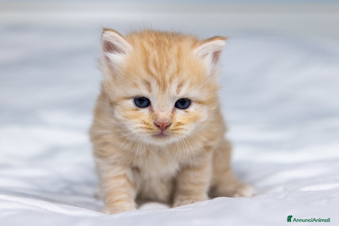 Siberiano gatti in vendita: Splendidi cuccioli gatto siberiano disponibili a Città Metropolitana di Torino - Immagine 10