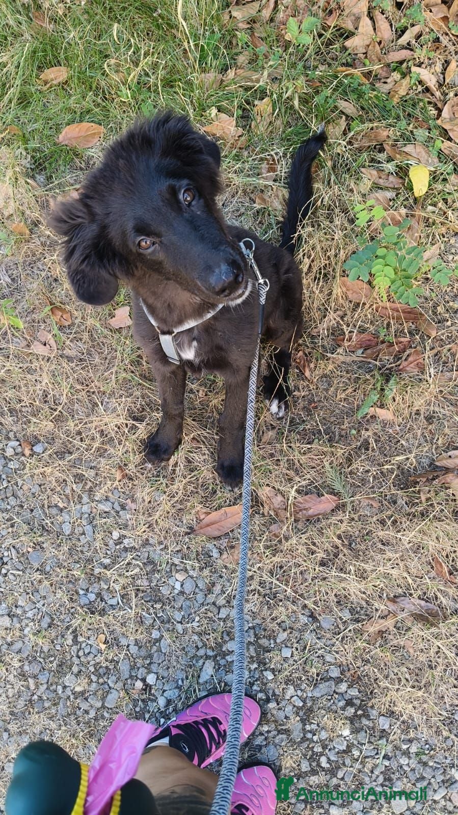 Meticcio cani Ifrit cerca urgentemente casa - Annuncio 40