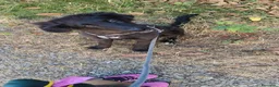 Meticcio cani in regalo: Ifrit cerca urgentemente casa - Annuncio 1