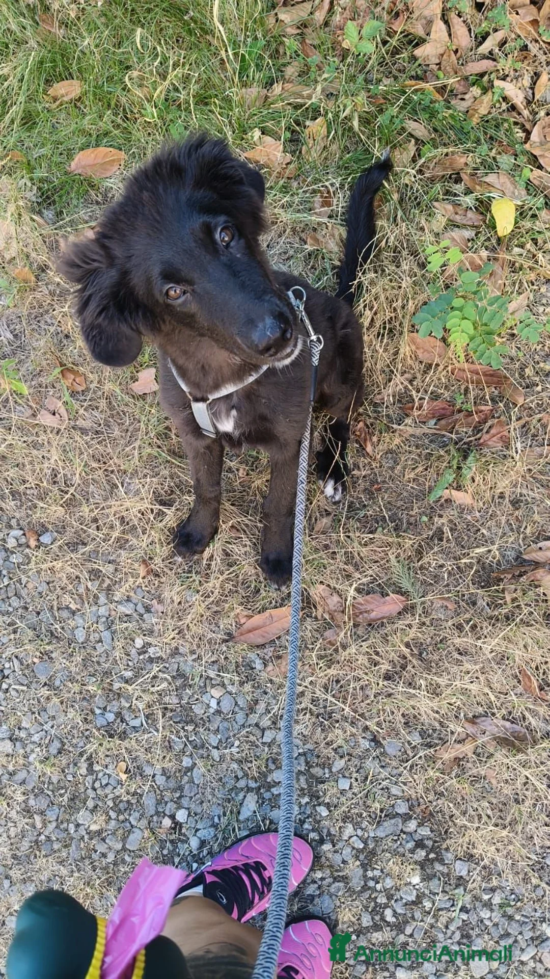 Meticcio cani in regalo: Ifrit cerca urgentemente casa - Annuncio 1