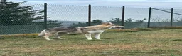 Lupo Cecoslovacco cani in regalo: DIANA bellissima - per esperti a Città Metropolitana di Torino - Annuncio 5