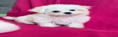 Maltese 2
