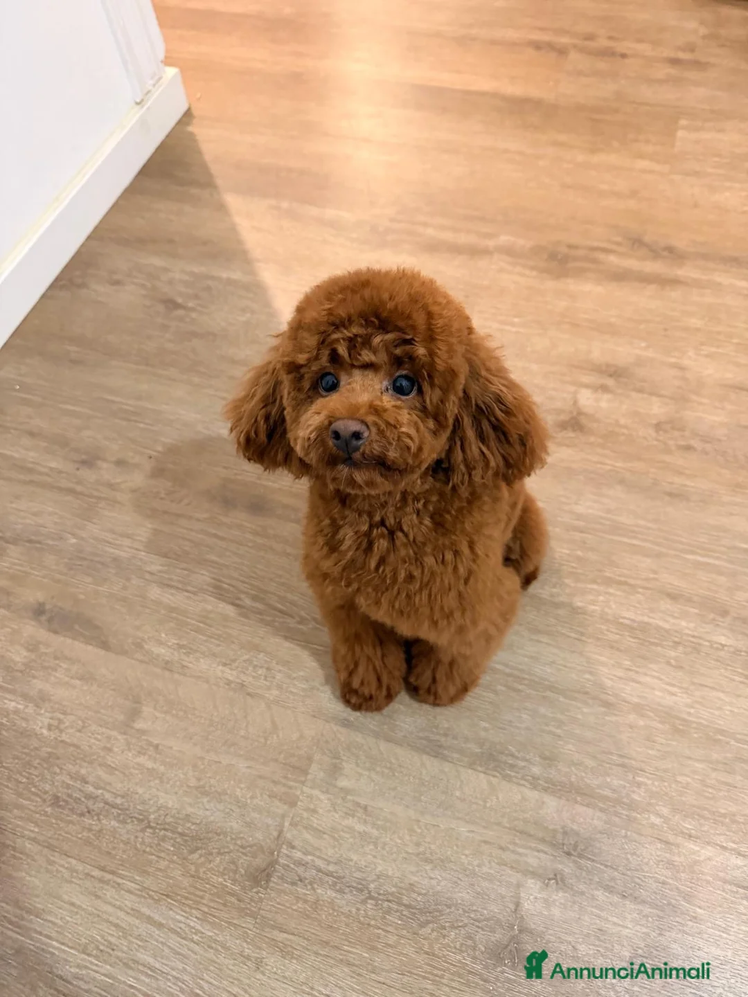 Barboncino Toy cani per accoppiamento: Cercasi fidanzatina!! a Città Metropolitana di Torino - Annuncio 2