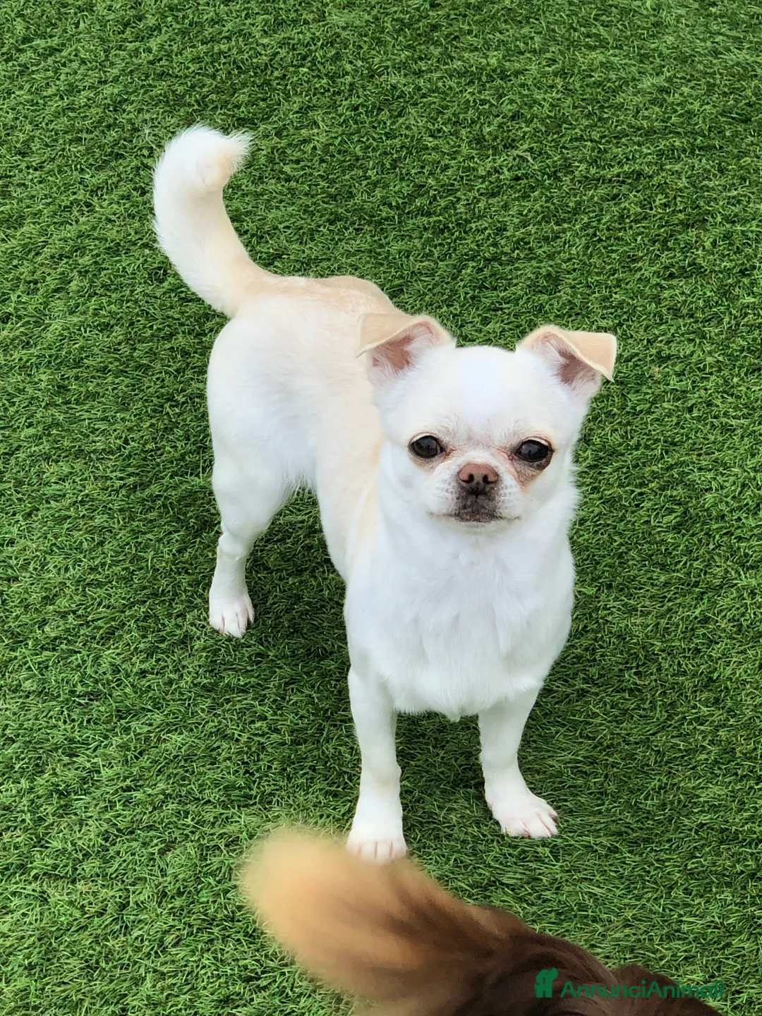 Chihuahua cani in vendita: Femmina a pelo corto  - Annuncio 5