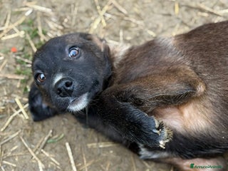 Meticcio cani RAYNA, cucciola super coccolona! 3 MESI E MEZZO - Annuncio 5