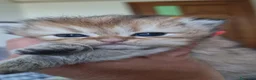 Persiano gatti in vendita: Gattine persiane con Pedigree ENFI - Annuncio 3