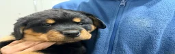 Rottweiler cani in vendita: Disponibile una splendida femmina di 2 mesi - Annuncio 3
