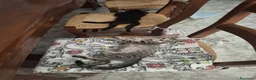 Meticcio gatti in regalo: 2 mesi, tigratino delizioso  - Annuncio 2