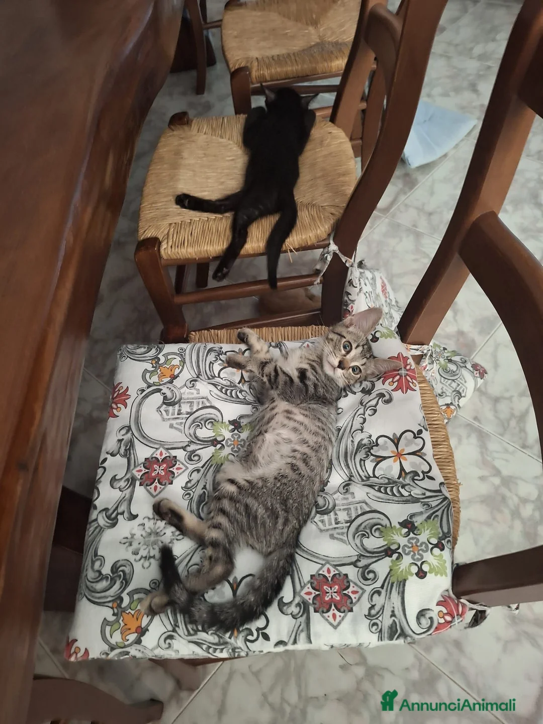 Meticcio gatti in regalo: 2 mesi, tigratino delizioso  - Annuncio 2