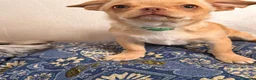 Chihuahua cani in vendita: Vendesi a Città Metropolitana di Torino - Annuncio 5