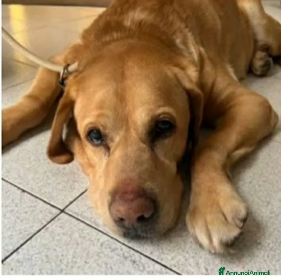 Labrador cani in regalo: Labrador 12anni SCARICATO IN CANILE!! MILANO SOS a Città metropolitana di Milano - Annuncio 1