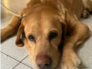 Labrador cani Labrador 12anni SCARICATO IN CANILE!! MILANO SOS - Annuncio 1