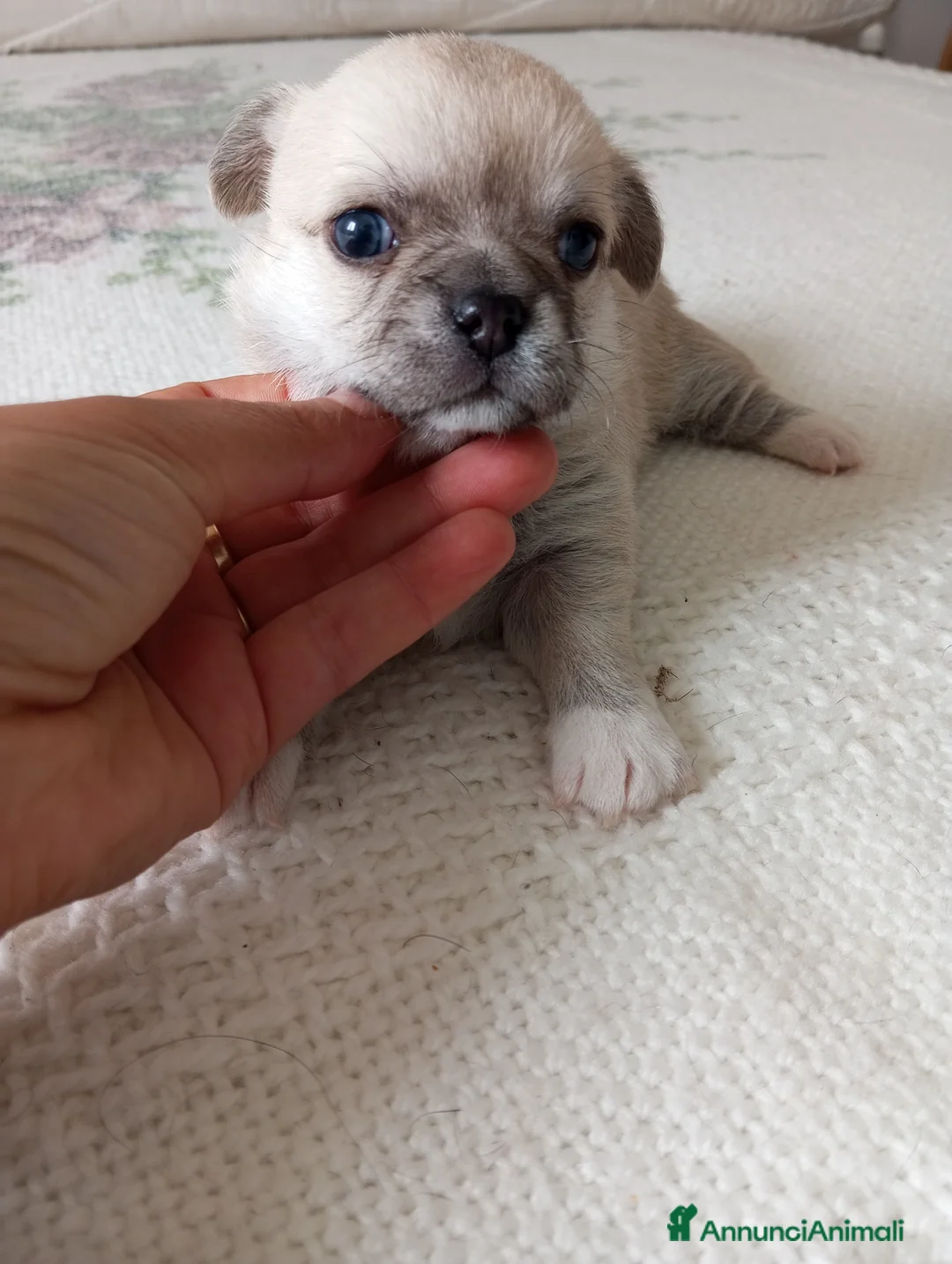 Chihuahua cani in vendita: Chihuahua femmine con pedigree  - Annuncio 4