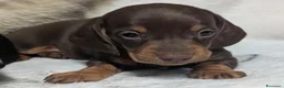 Bassotto cani in vendita: Bassotti Nani - Annuncio 6