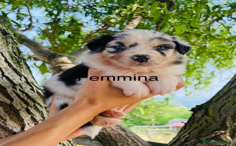Australian Shepherd cani a Provincia di Pavia - Annuncio 17