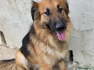 Meticcio cani Panko, un coccolone tutto da adottare - Annuncio 1