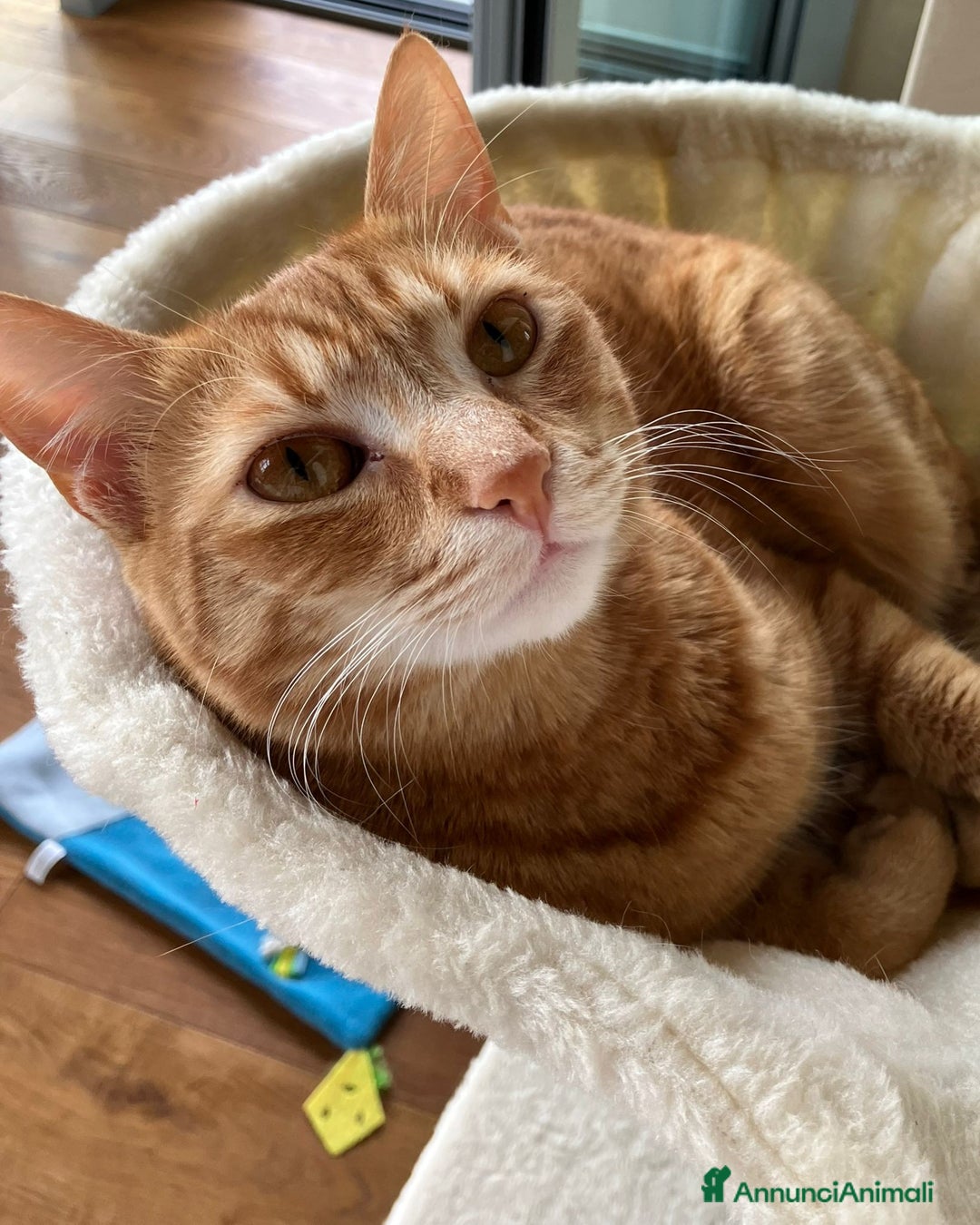 Europeo gatti in regalo: Petra e Miniato dolci rossini  - Annuncio 7