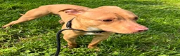 Meticcio cani in regalo: CARLETTO PIT BULLINO - Annuncio 15