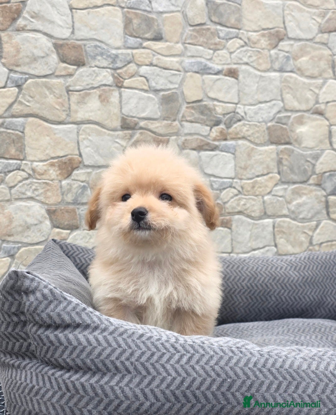 Maltipoo cani Maltipoo  - Annuncio 1