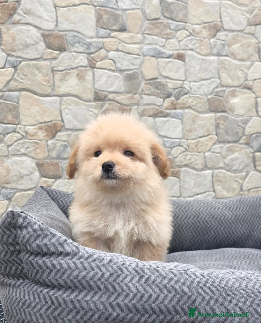 Maltipoo cani in vendita: Maltipoo  - Annuncio 1