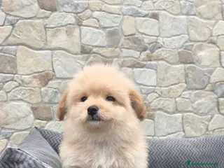 Maltipoo cani Maltipoo - Annuncio 2