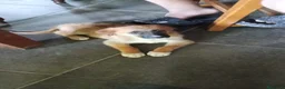 Meticcio cani in regalo: CUCCIOLI a Provincia di Piacenza - Annuncio 1