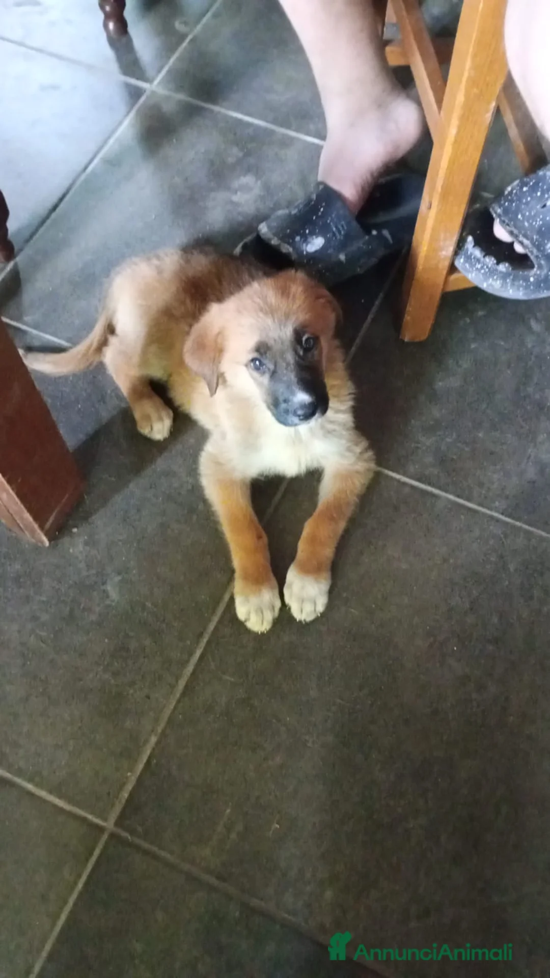 Meticcio cani in regalo: CUCCIOLI a Provincia di Piacenza - Annuncio 1