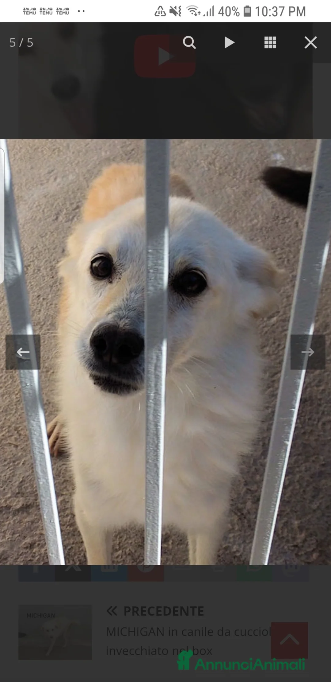 Meticcio cani in regalo: ADOZ.DEL💔: tutta la vita all’ergastolo,morirà lì? - Annuncio 2