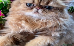 Persiano gatti in vendita: gatta persiana golden shaded di alta genealogia a Città Metropolitana di Bologna - Immagine 6