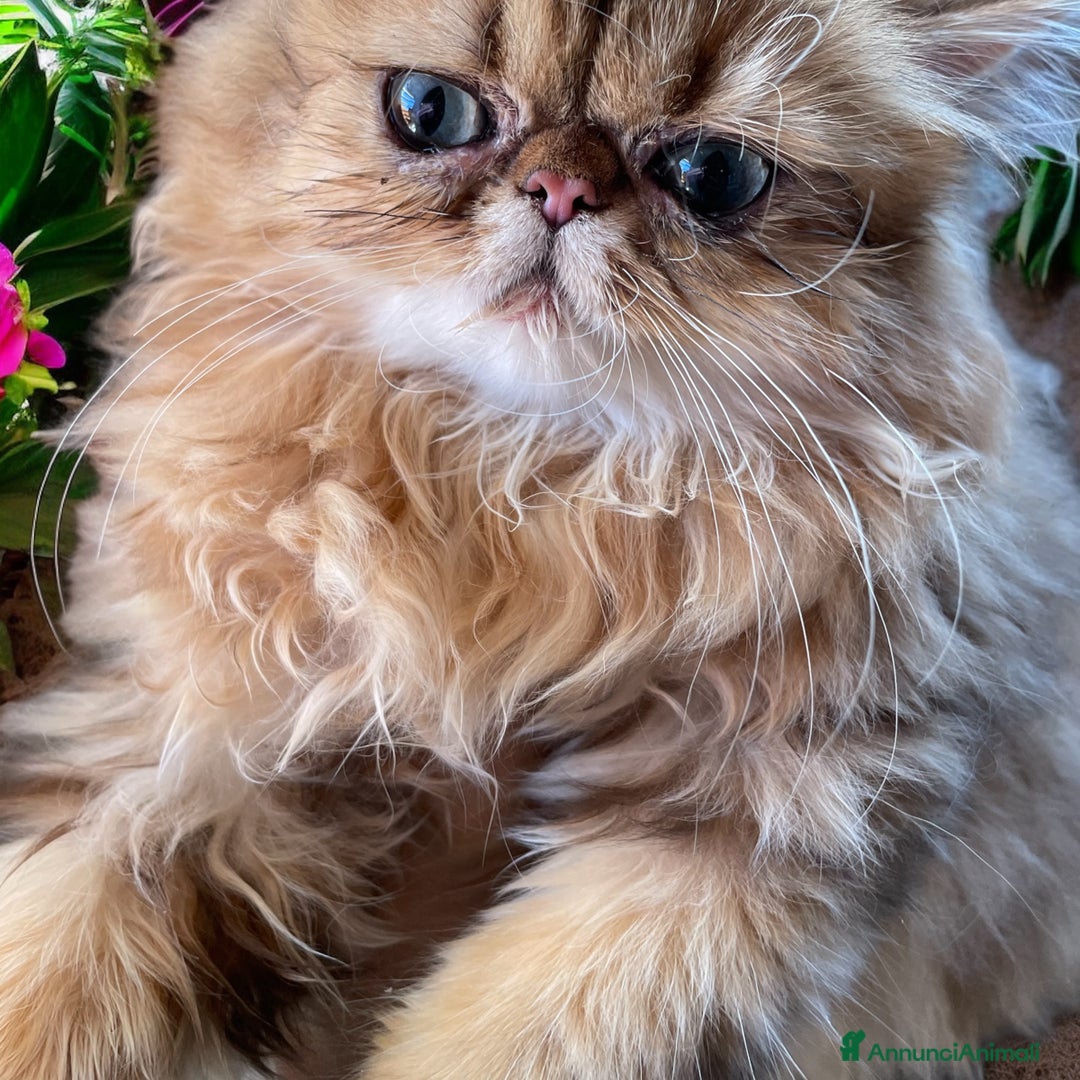 Persiano gatti in vendita: gatta persiana golden shaded di alta genealogia a Città Metropolitana di Bologna - Immagine 6