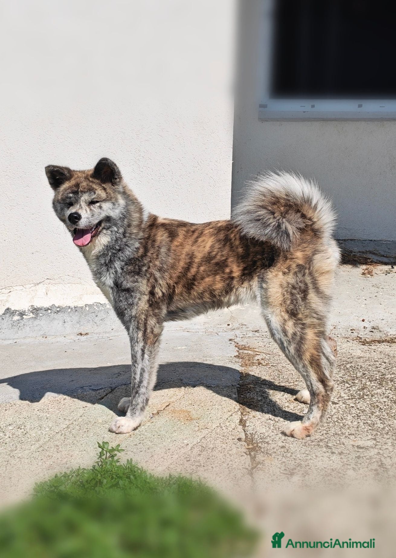 Akita Inu cani Femmina di Akita cerca famiglia - Annuncio 4