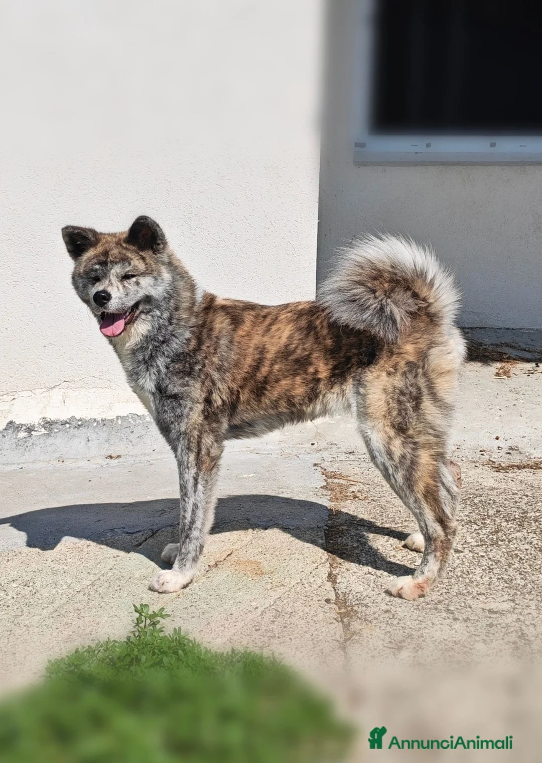 Akita Inu cani in regalo: Femmina di Akita cerca famiglia - Annuncio 1