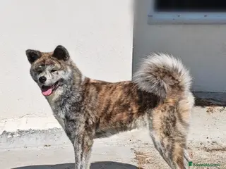 Akita Inu cani Femmina di Akita cerca famiglia - Annuncio 4