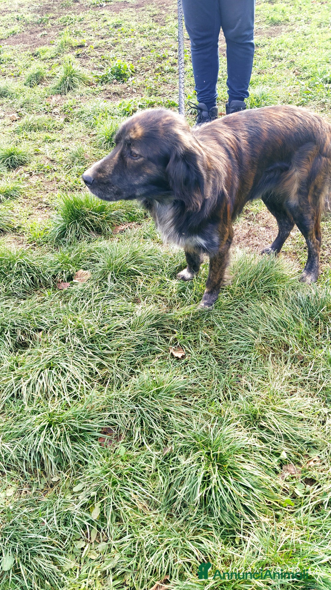 Meticcio cani in regalo: Fantastico fred a Provincia di Viterbo - Annuncio 3