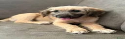 Meticcio cani in regalo: MARLENE, cucciola timidina. TG PICCOLA - Annuncio 4