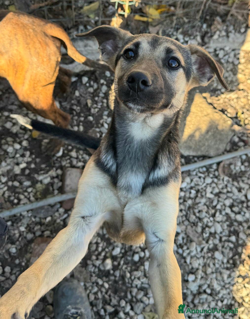 Meticcio cani Gioia 6 mesi taglia piccola  - Annuncio 15