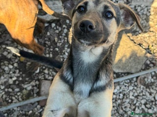 Meticcio cani Gioia 6 mesi taglia piccola - Annuncio 8