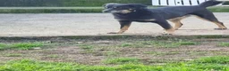 Meticcio cani in regalo: 17 chili, 7 anni, aspetto qualcuno da amare  - Annuncio 6